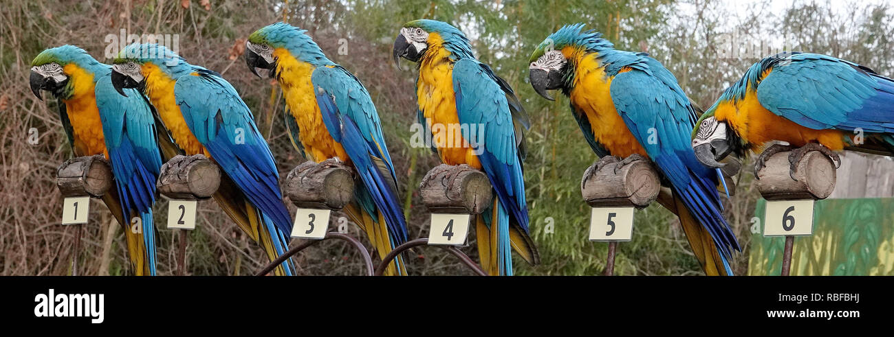 Hannover, Germany. 10th Jan, 2019. Six macaws sit in numbered seats during  the annual inventory of the Hannover Adventure Zoo. 2170 animals from 178  species counted the employees. Credit: Sonja Wurtscheid/dpa/Alamy Live