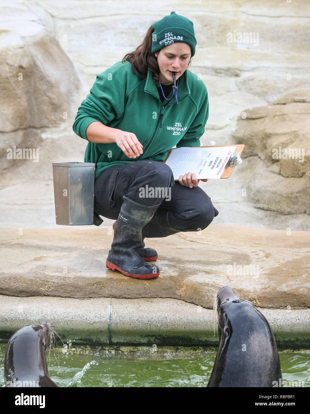 Feeding lion zoo keeper hires stock photography and images Alamy