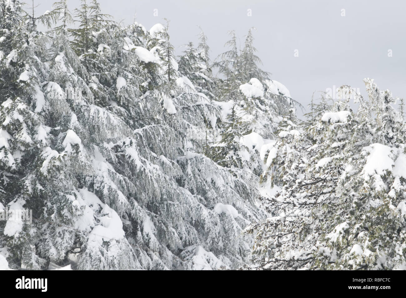 Beirut, Lebanon. 10th Jan, 2019. Trees covered in fresh snow as the
