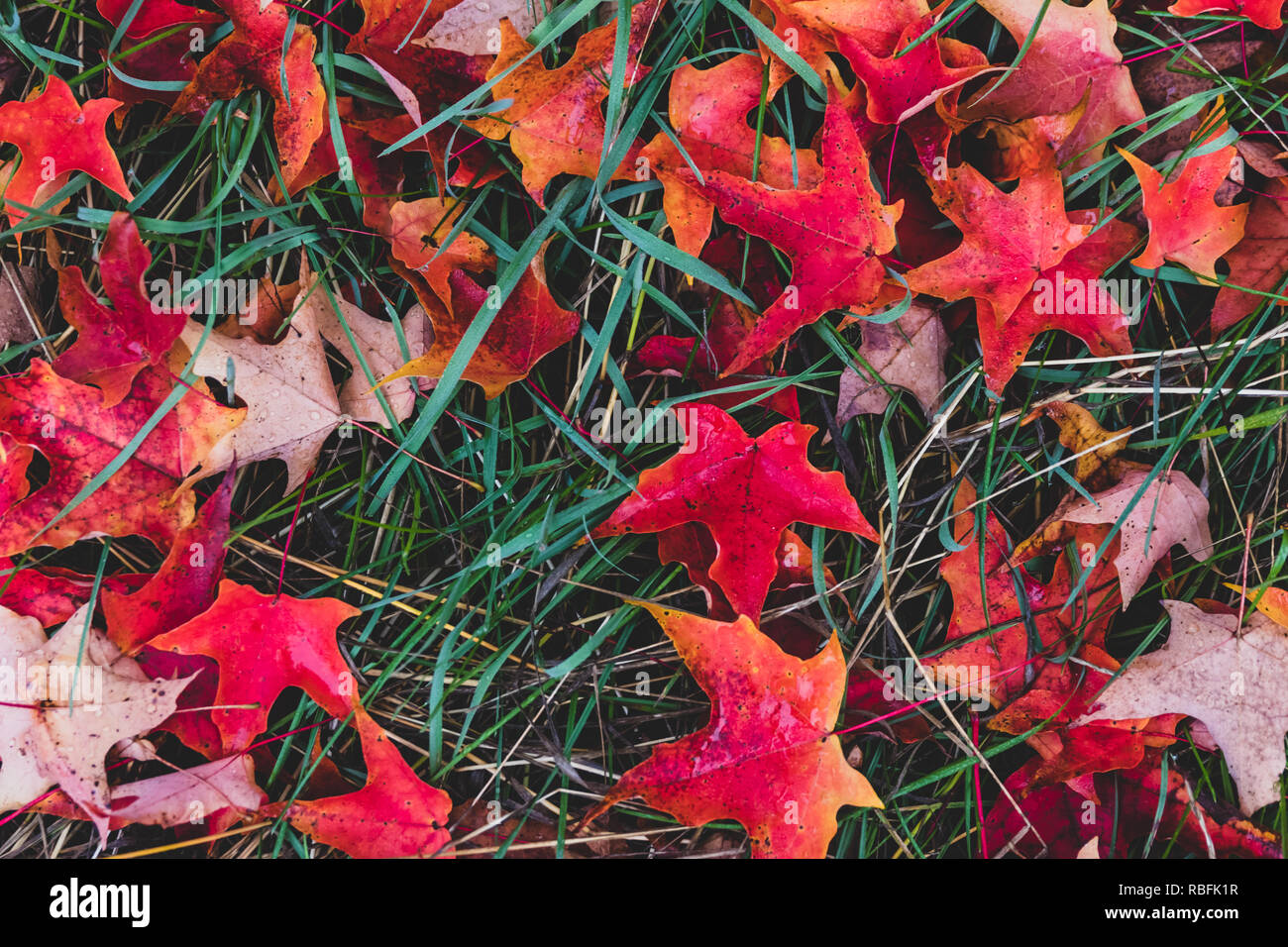 Bright vivid colorful autumn fall leaves changing colors Stock Photo