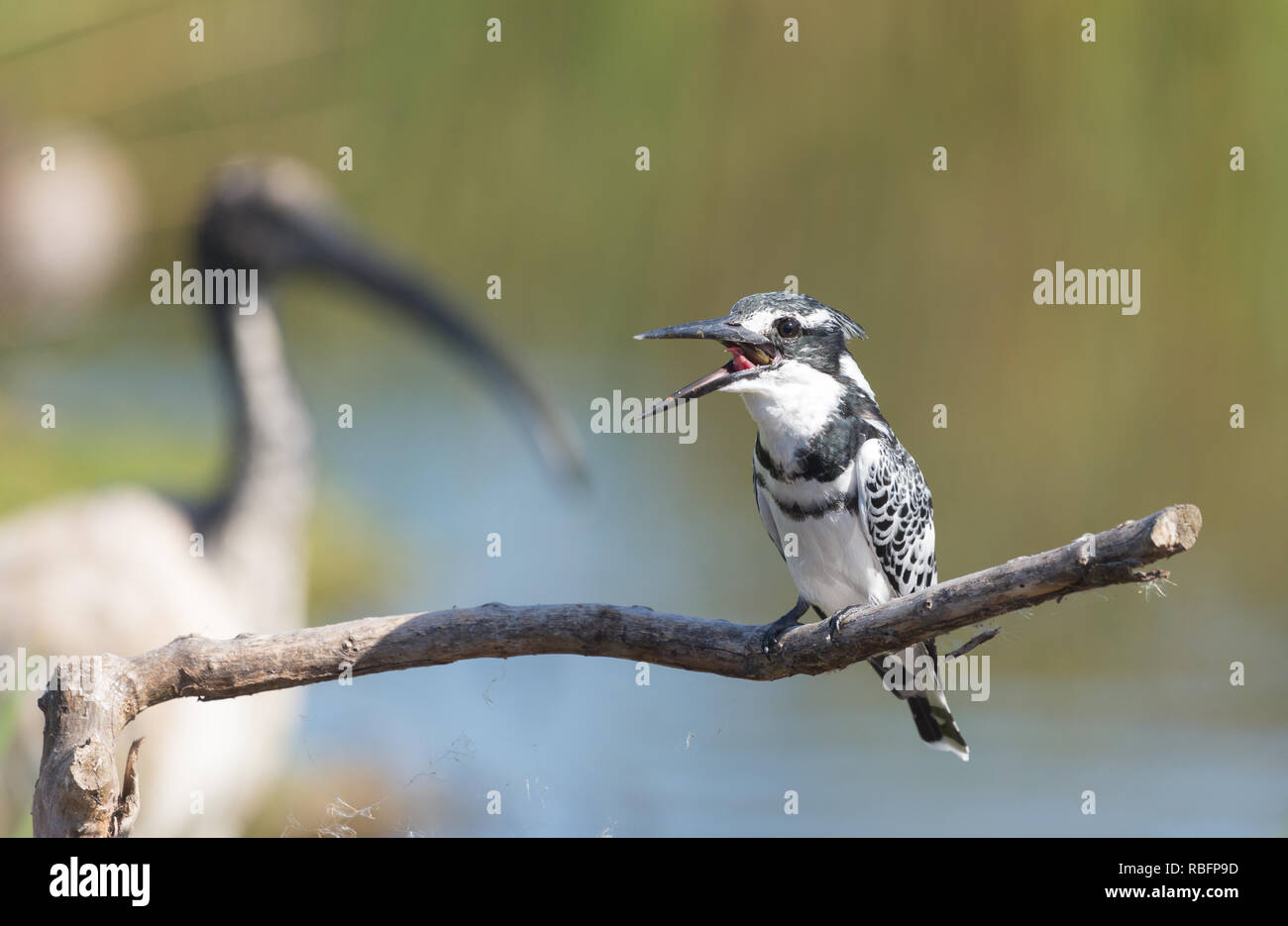 Pied Kingfisher (Ceryle rudis) bird with fish or prey in its beak and in the process of swallowing it perched on a branch in Cape Town South Africa Stock Photo