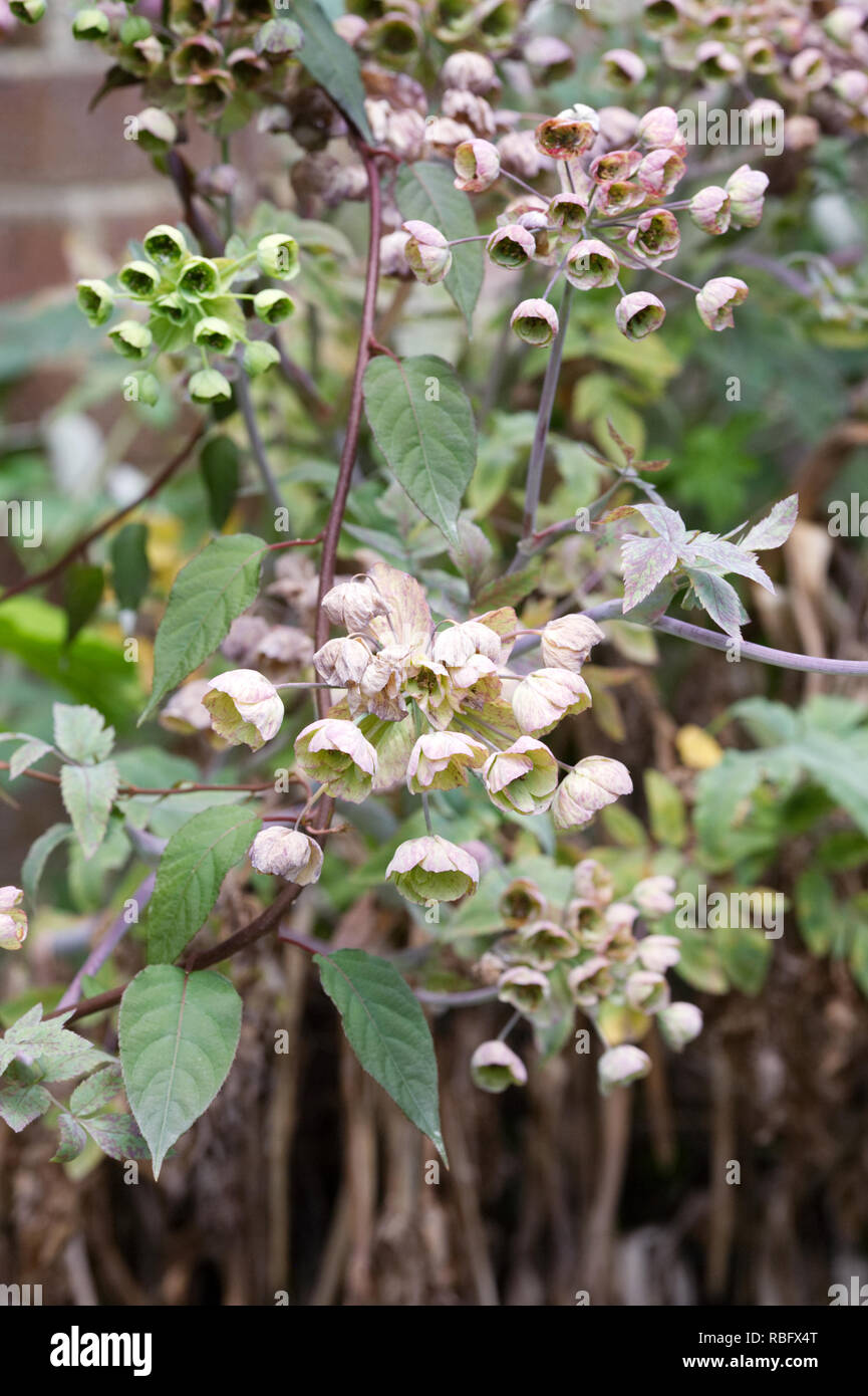 Mathiasella bupleuroides flowers. Stock Photo