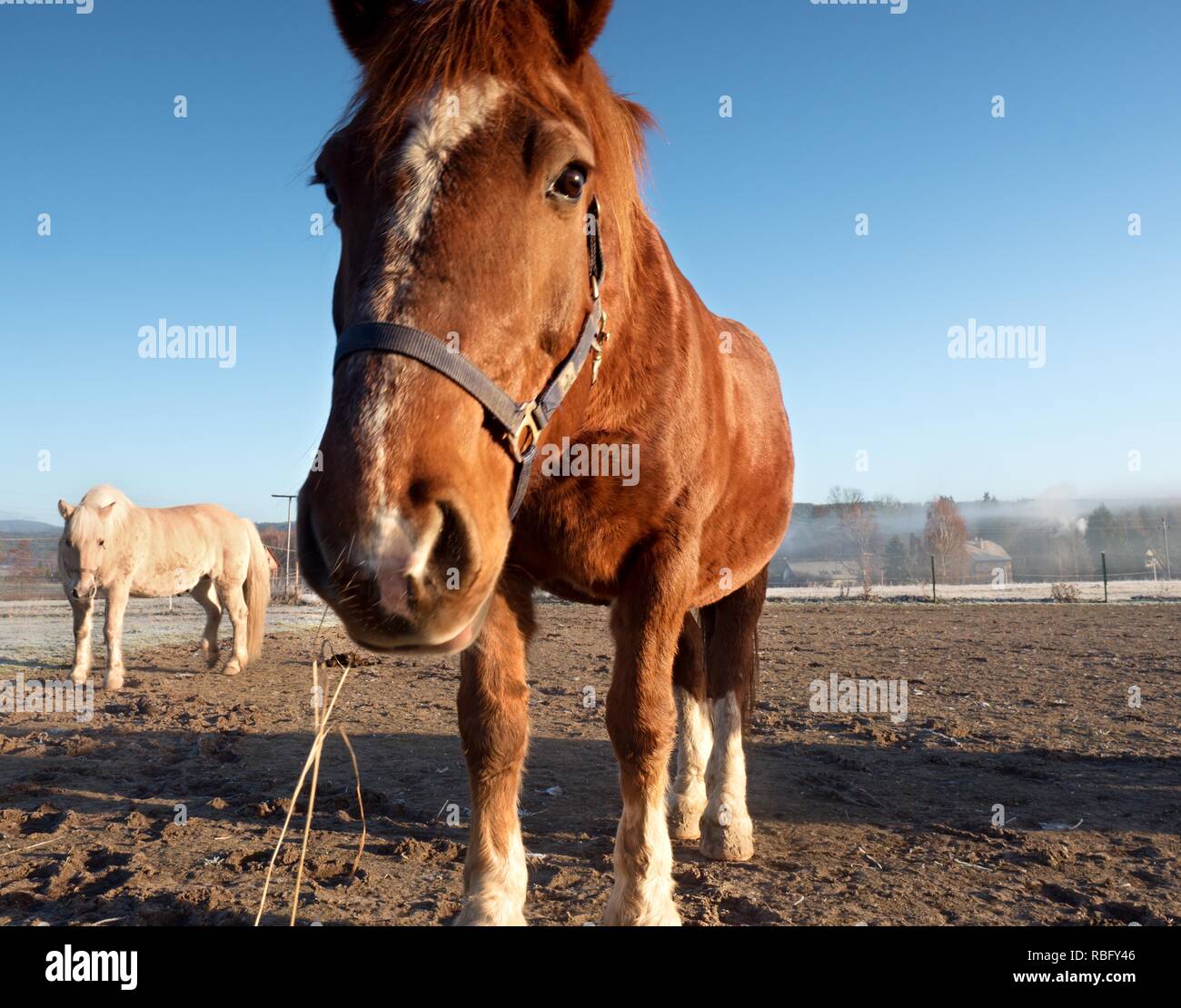 Grazes of horses on a muddy field, the cold autumnal morning in a fog