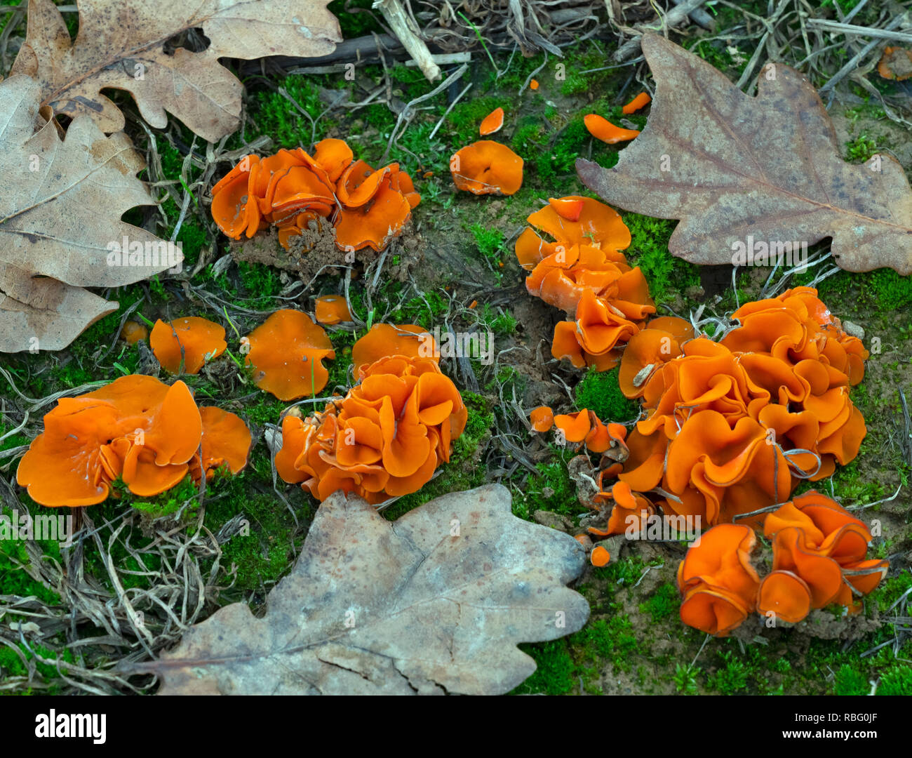 Soil Fungus Stock Photos & Soil Fungus Stock Images - Alamy