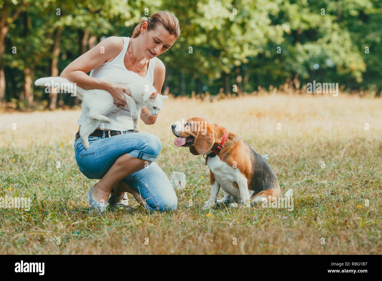Young Woman Squaring On A Grass Introducing Her White Cat To A Beagle Outdoors In The Park Stock Photo Alamy Young Woman Squaring On A Grass Introducing Her White Cat To A Beagle Outdoors In The Park Stock Photo Alamy