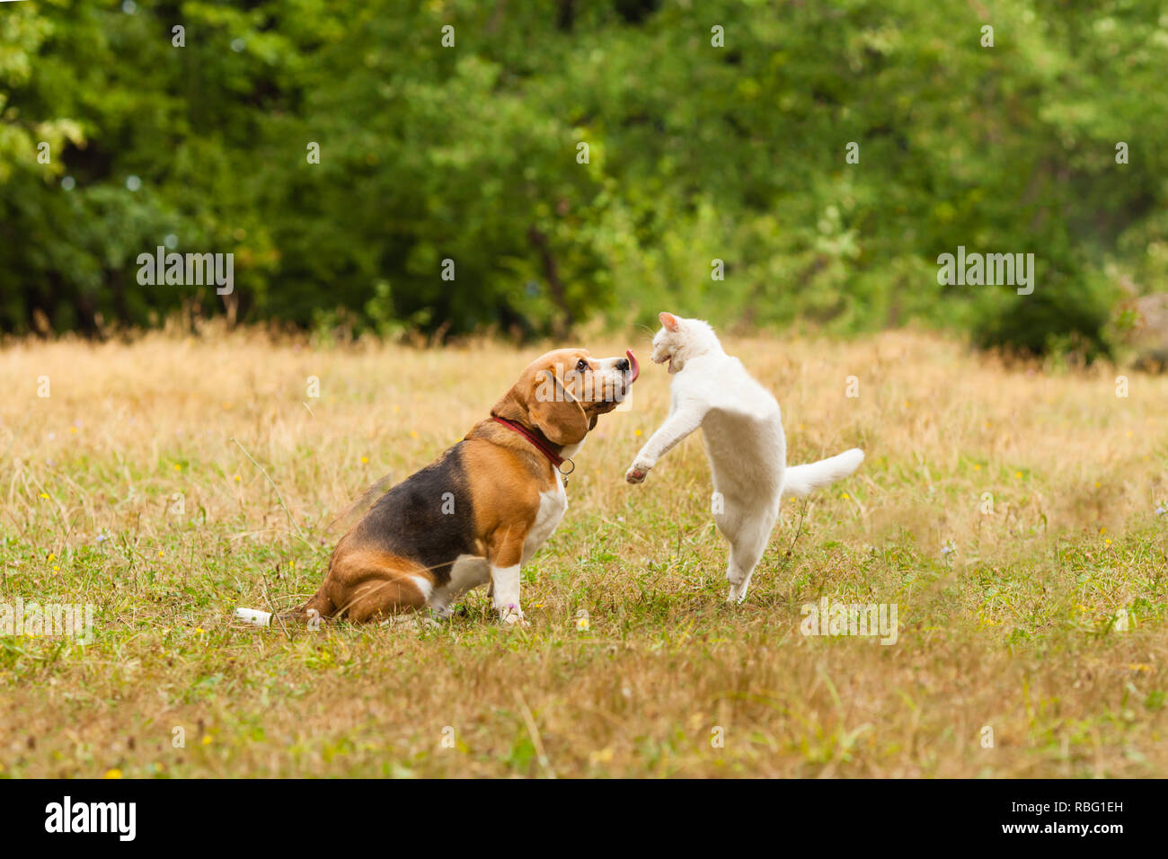 Close view of adorable Beagle dog fighting with white Turkish Angora cat. Dog's tongue is out, cat standing on her back paws with mouth wide open. Fas Stock Photo