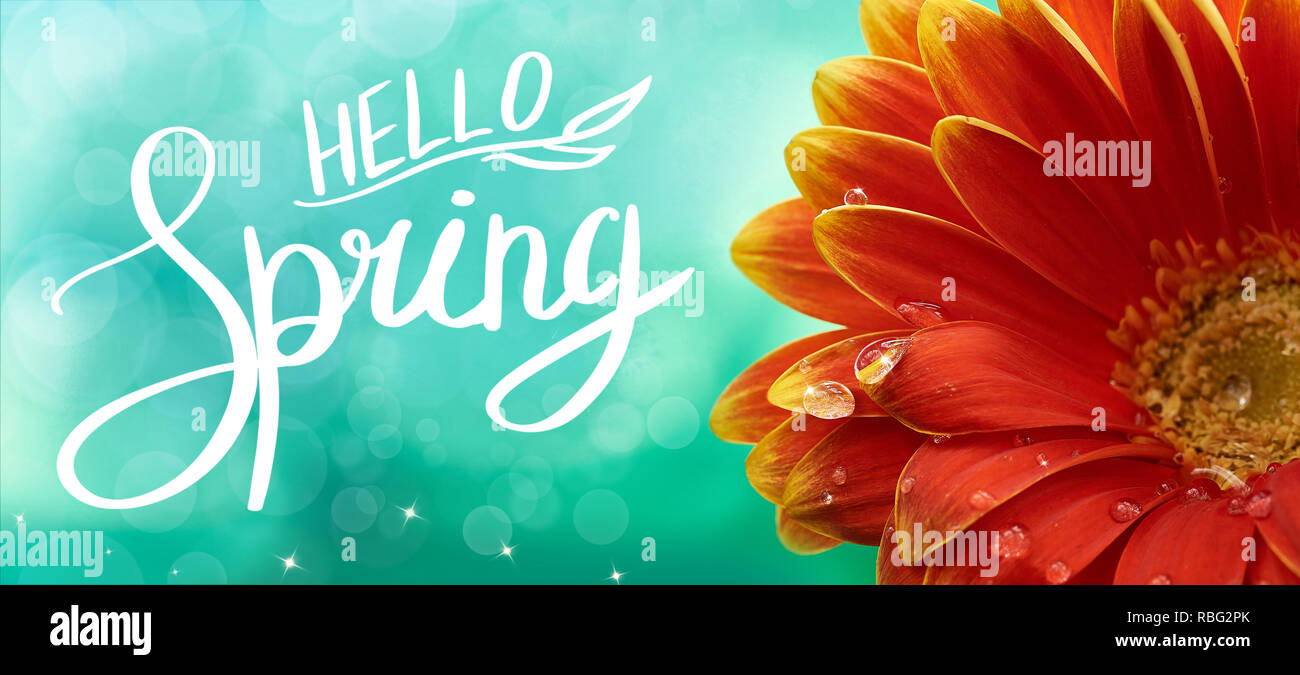 Beautiful red or orange flower with water drops on nature soft green background, macro. Hello Spring card design template, elegant amazing artistic image. Stock Photo