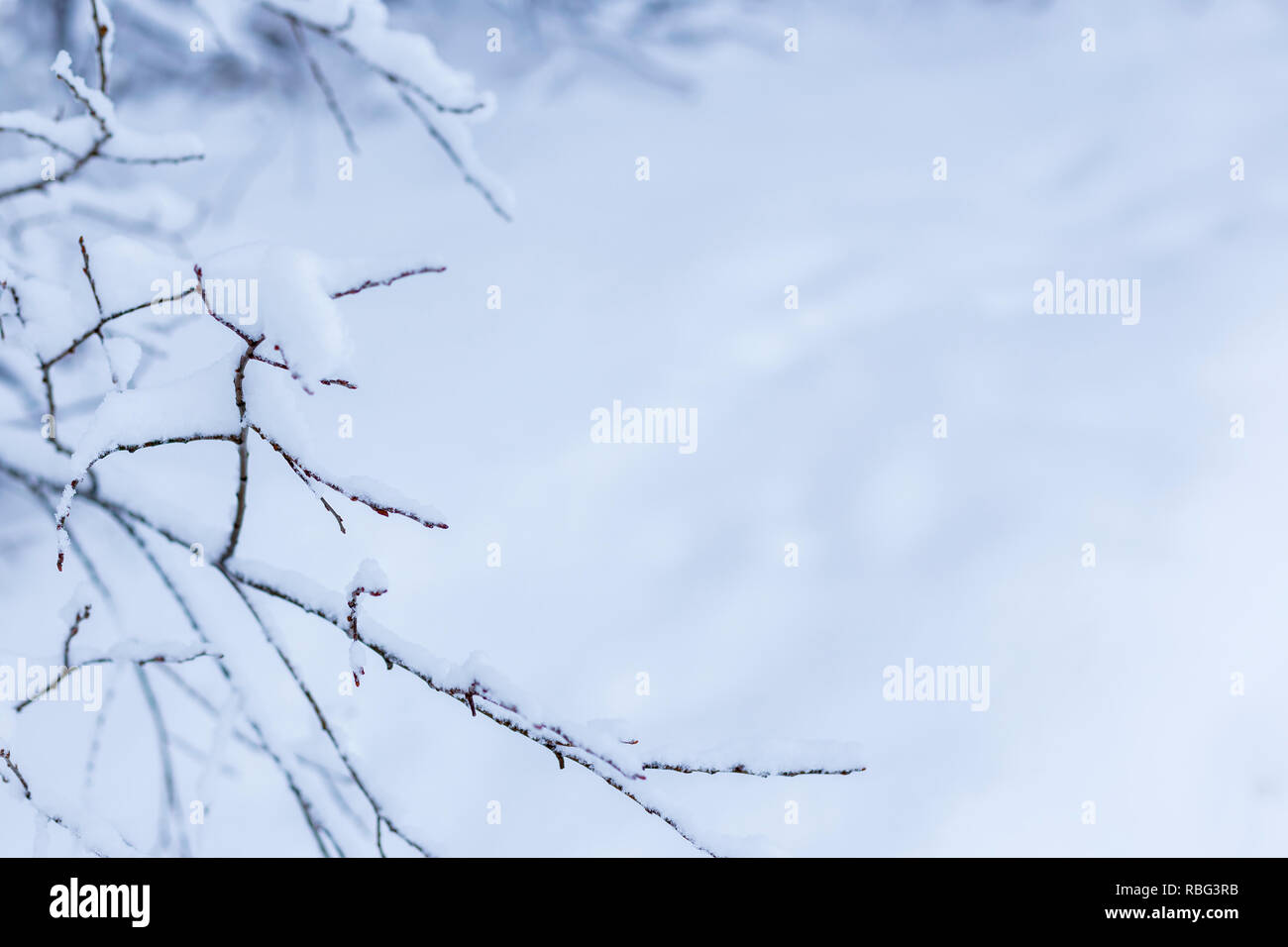 Close-up of snow covered branches against defocused snowy ground in the winter. Minimalistic photo, blue hue. Copy space. Stock Photo