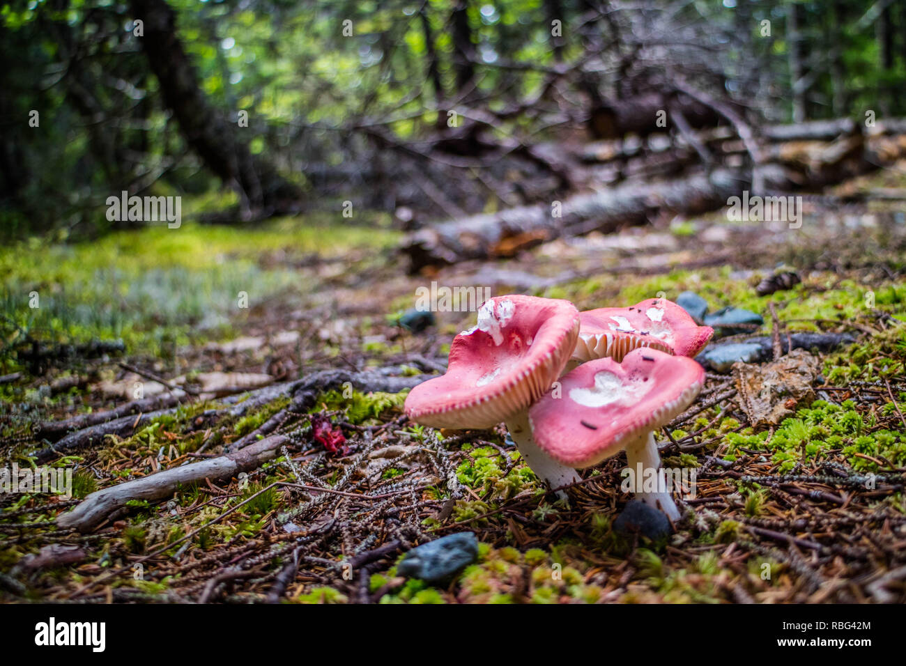 A Brittlegill Russula Mushroom in Acadia National Park, Maine Stock