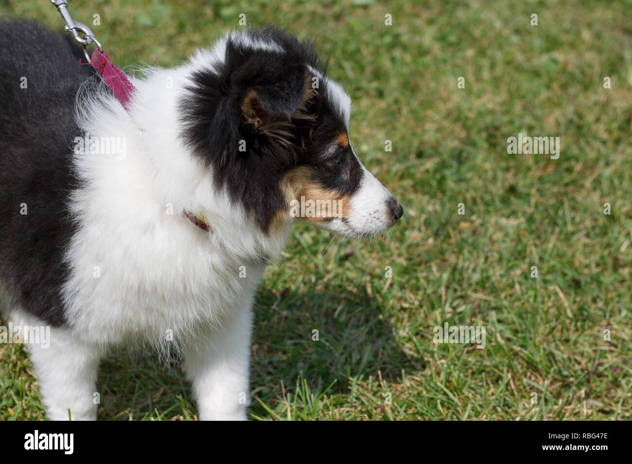 Shetland sheepdog puppy is standing in the green grass. Pet animals ...