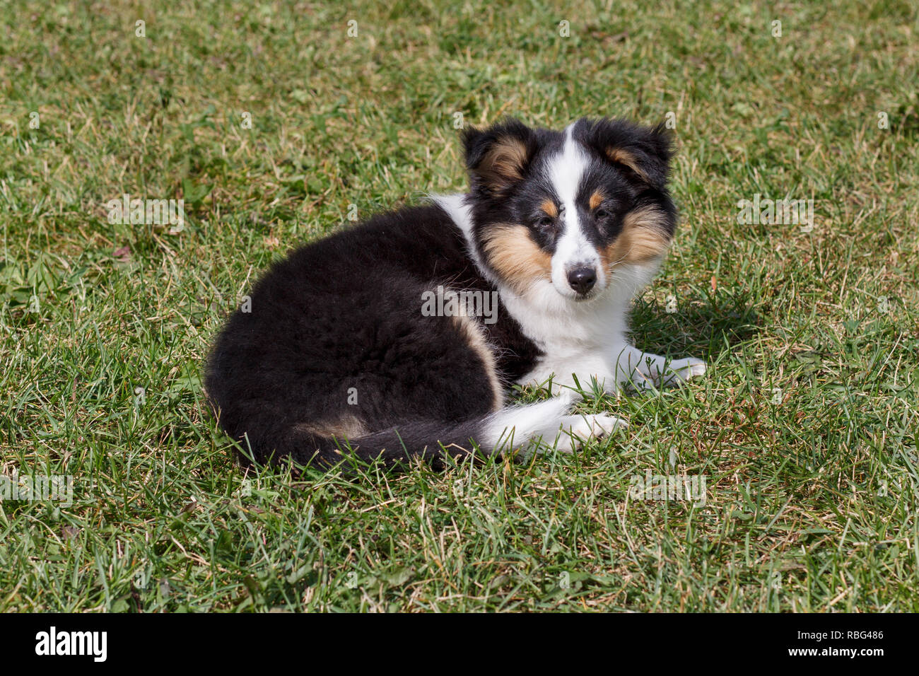 Shetland sheepdog puppy is lying in the green grass. Three month old ...