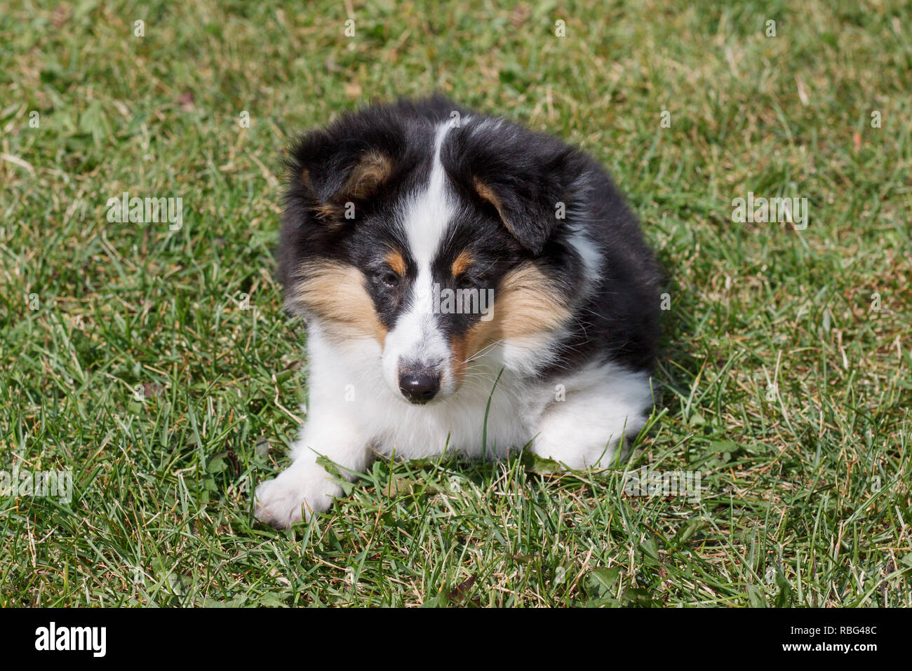 Cute puppy of shetland sheepdog is lying in the green grass. Three ...
