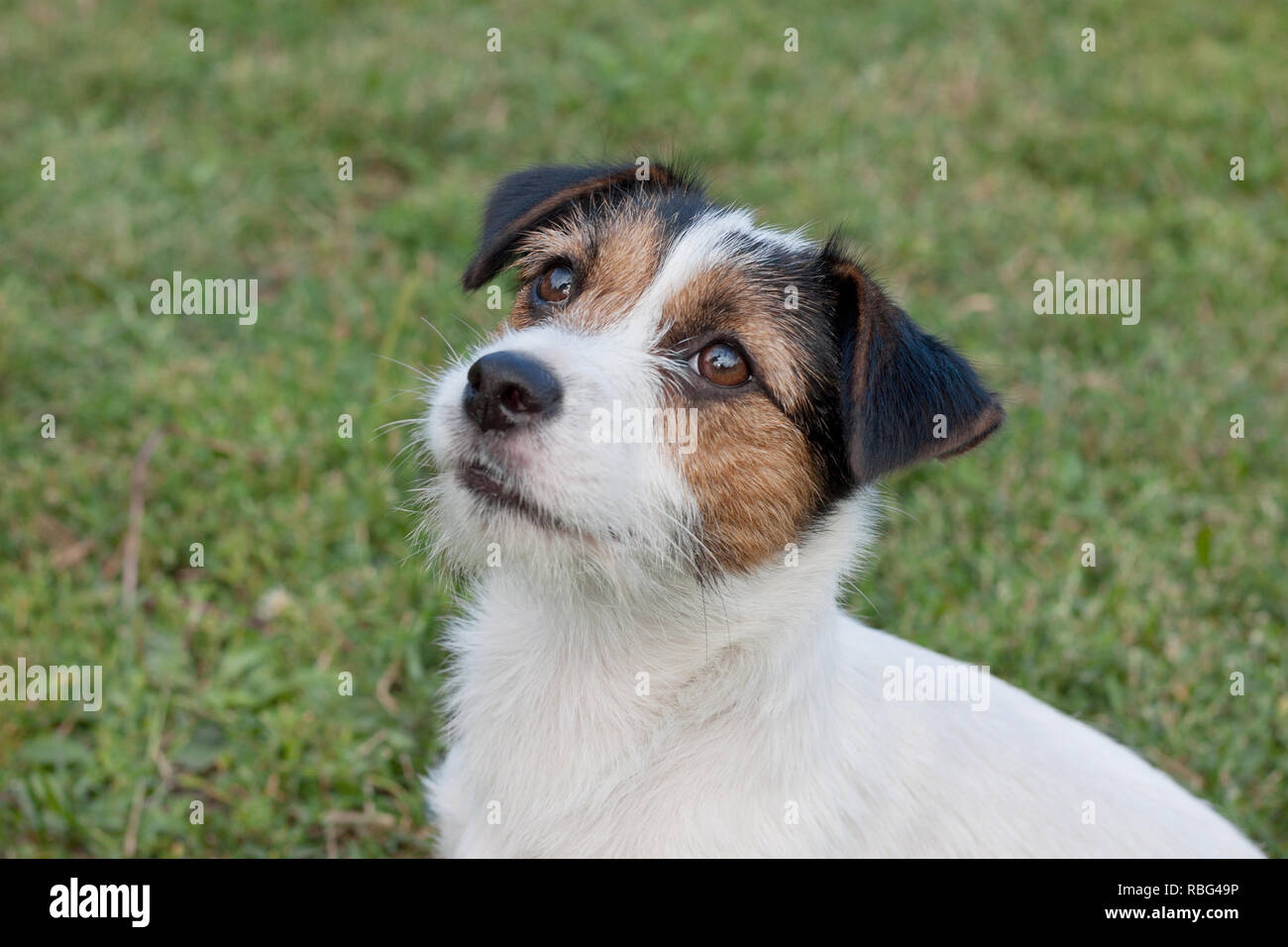 purebred jack russell