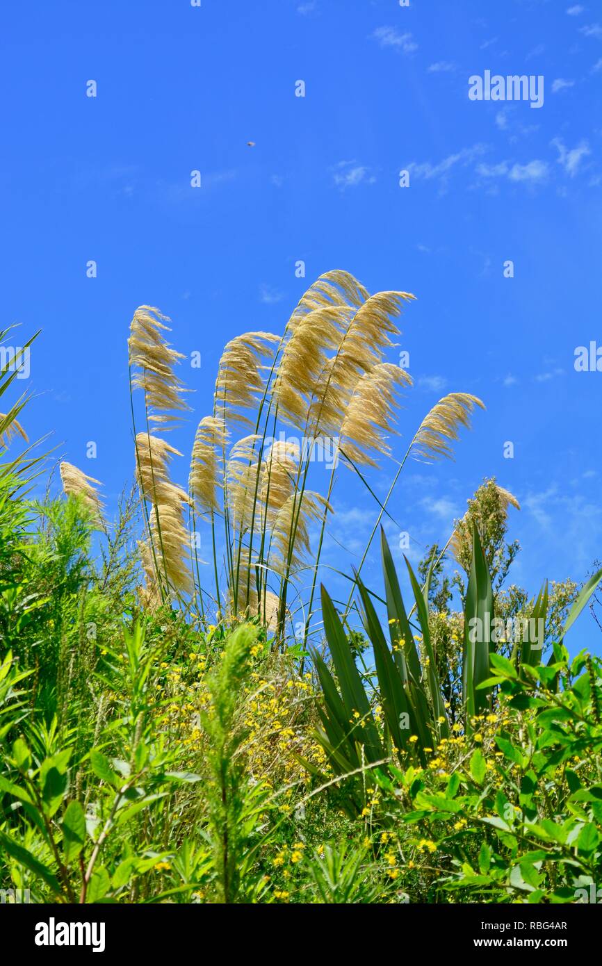 Tall golden grasses growing in a regional park, against bright blue sky with interesting clouds formations Stock Photo