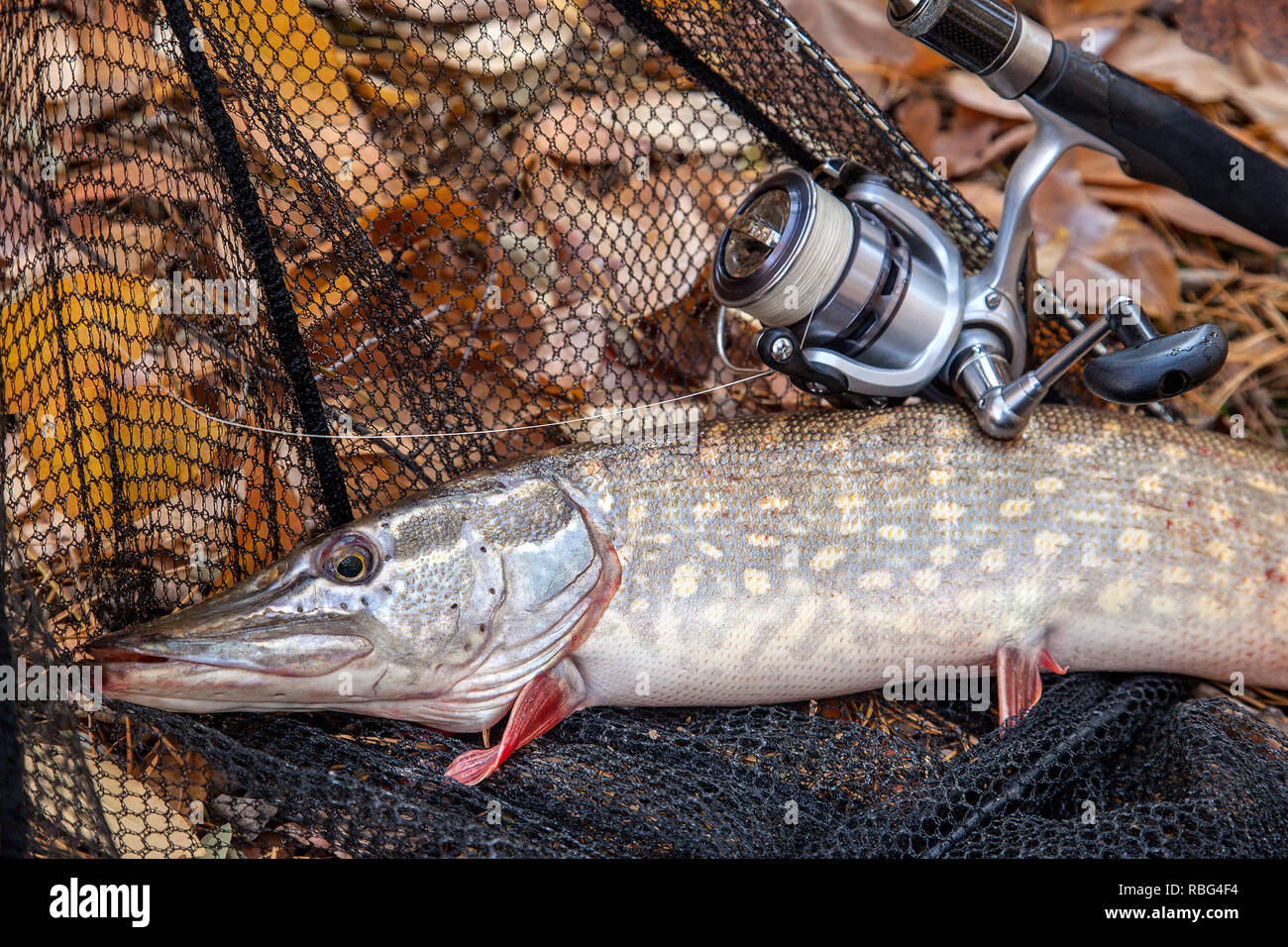 Fishing concept, trophy catch big freshwater pike fish know as Esox