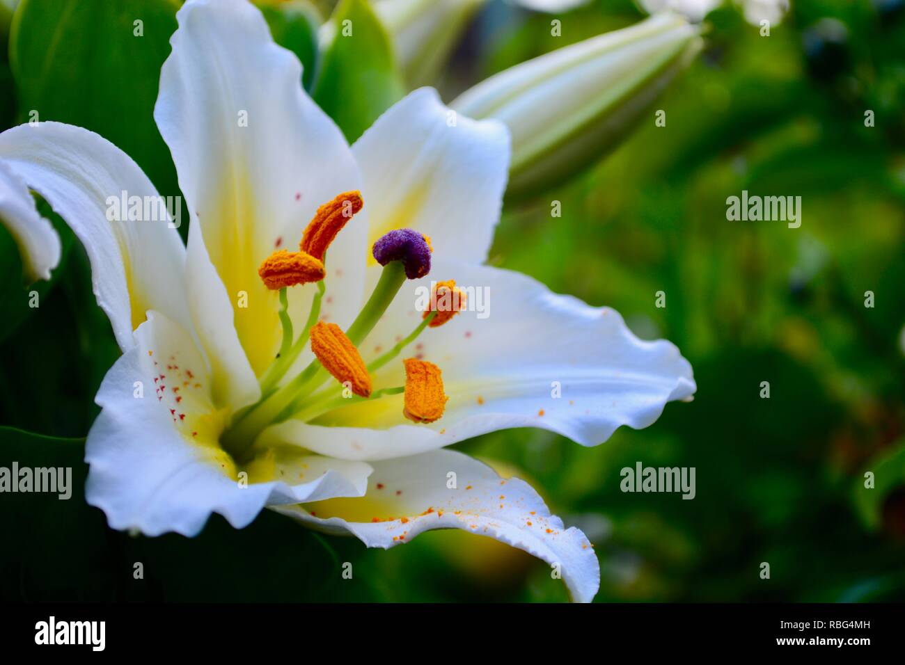 A closeup photo of a beautiful garden lily (Lilium), one of the most elegant flowers in the