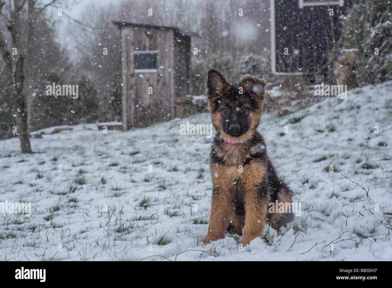 German Shepherd In Snow High Resolution Stock Photography And Images