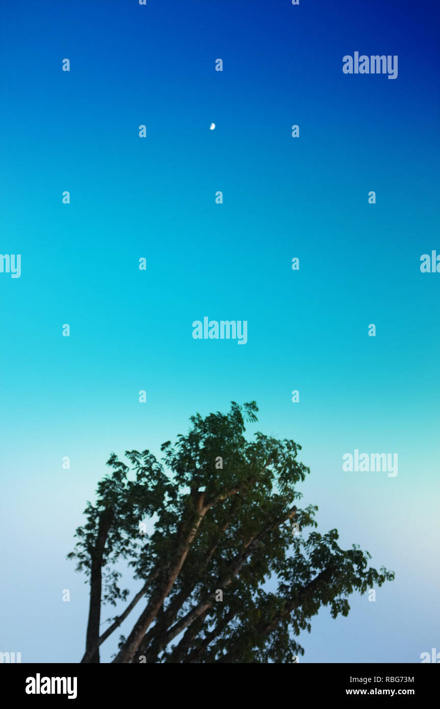 Beautiful tree on blue sky background Stock Photo - Alamy
