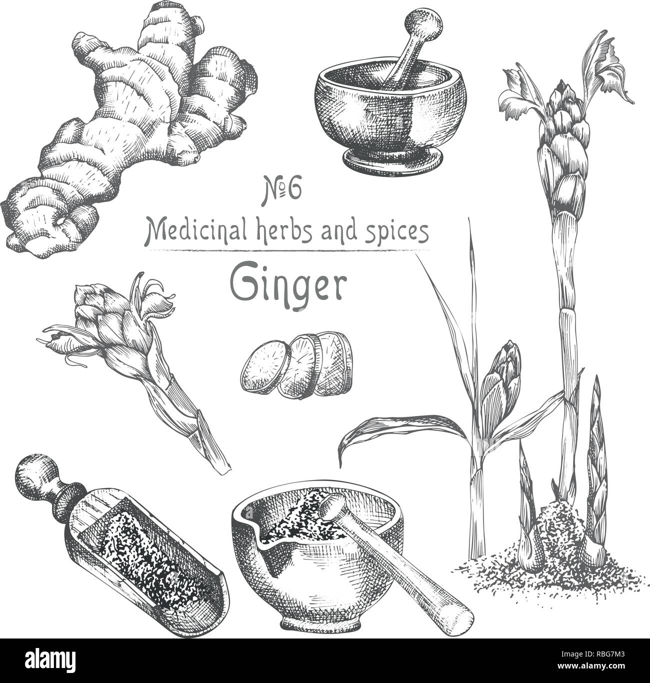 Set Hand Drawn Of Ginger Roots Lives And Flowers In Black Color