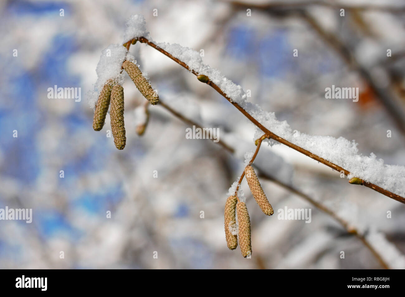 Hazelnut blossoms on a branch covered with snow in winter Stock Photo