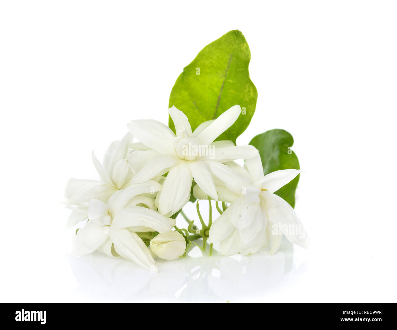 Jasmine isolated on white background Stock Photo - Alamy
