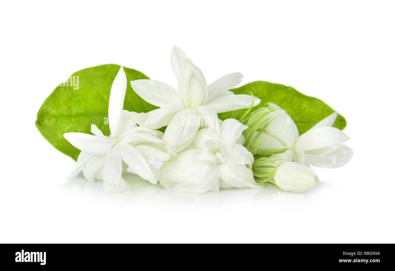 Jasmine isolated on white background Stock Photo - Alamy