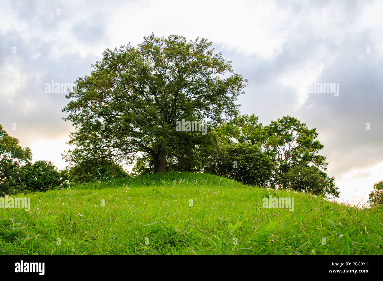 Tree hill branches spring hi-res stock photography and images - Alamy