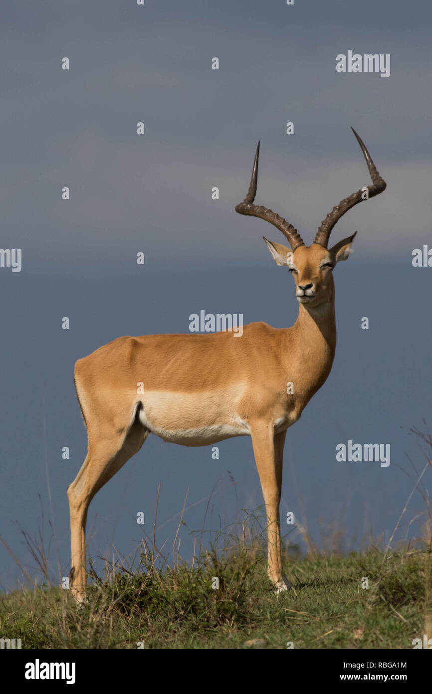 Thomson Gazelle at Masai Mara National reserve Stock Photo - Alamy