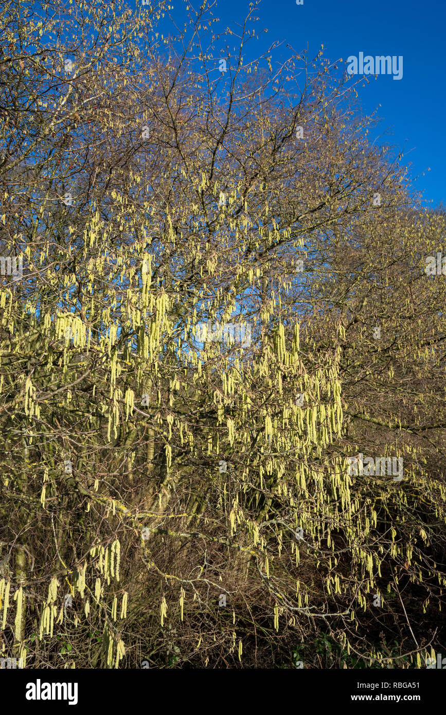 Hazel Catkins flowering in late winter sunshine in the English countryside. Stock Photo