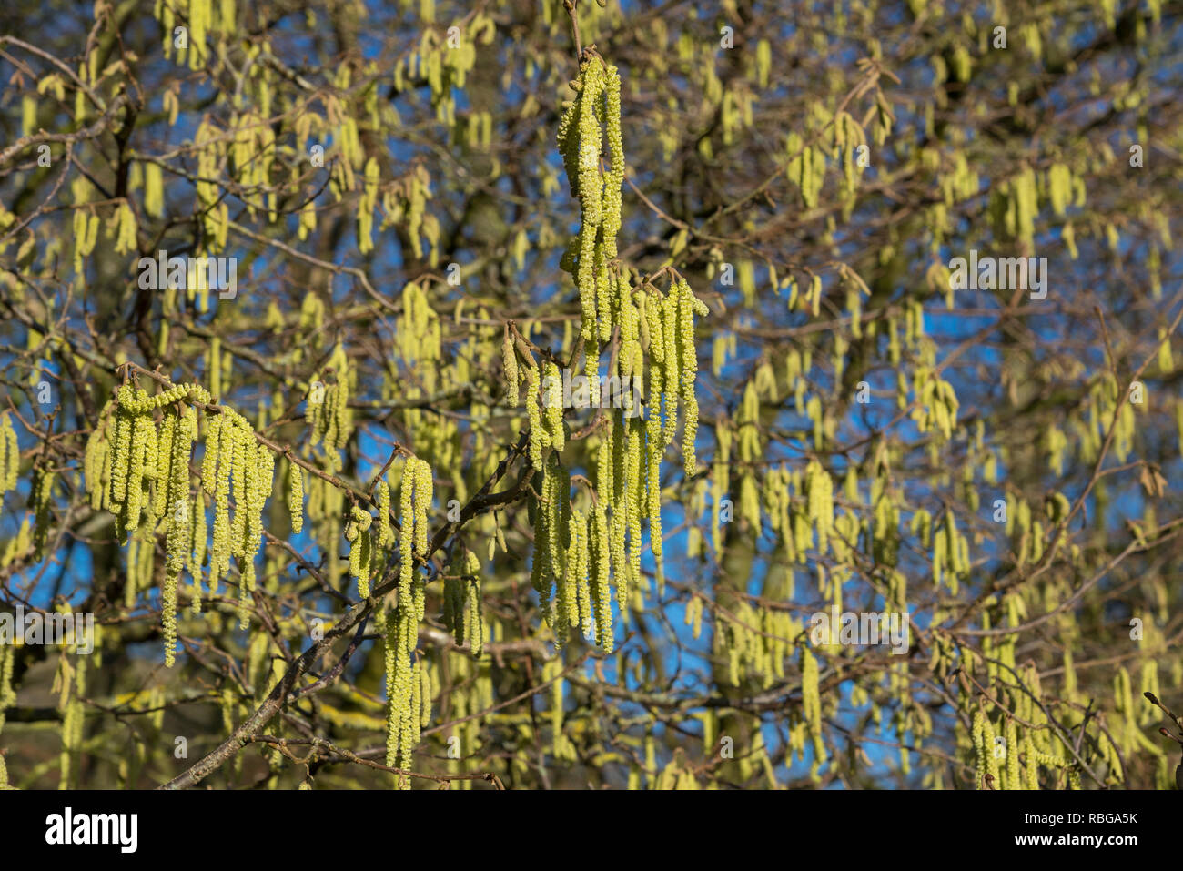 Hazel Catkins flowering in late winter sunshine in the English countryside. Stock Photo