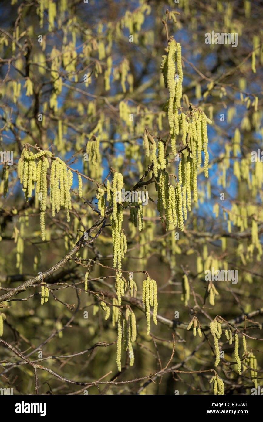 Hazel Catkins flowering in late winter sunshine in the English countryside. Stock Photo