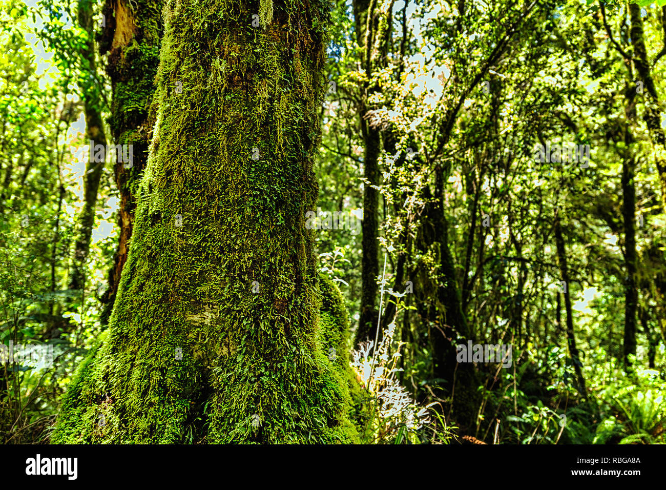 Tree Including Roots Nz Native Tree roots covered lichen hi-res stock photography and images - Alamy