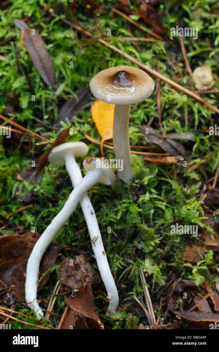 Hygrophorus olivaceoalbus, known as the olive wax cap, sheated waxgill, or slimy-sheathed waxy cap Stock Photo