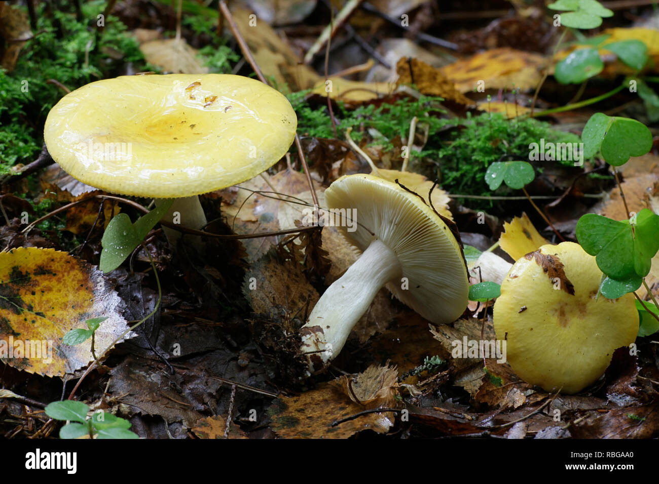 Russula claroflava, commonly known as the yellow swamp russula or