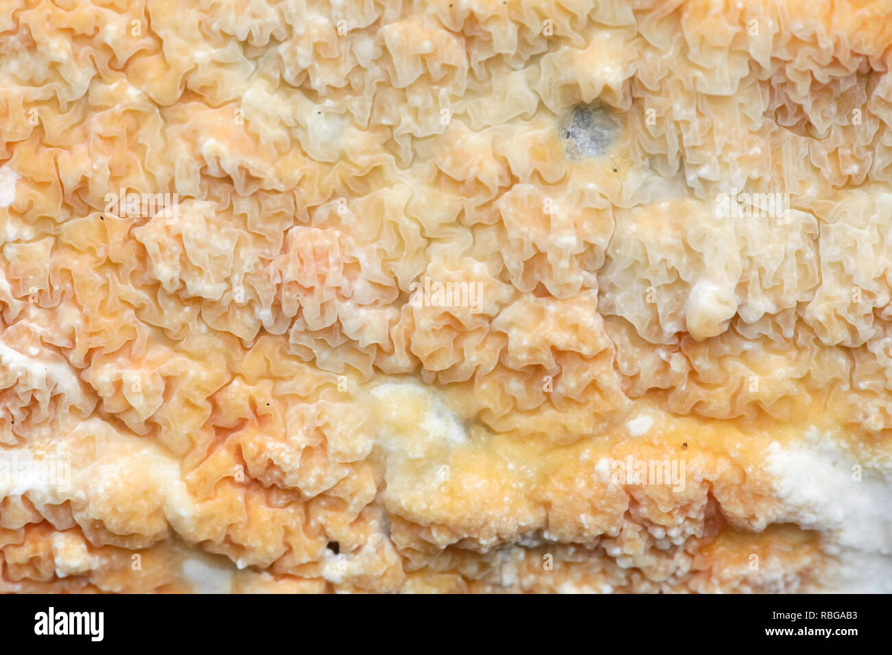 Beautiful orange crust fungus, Leucogyrophana mollusca Stock Photo