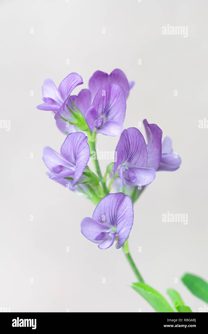 Alfalfa, also called lucerne, Medicago sativa, growing wild in Finland Stock Photo