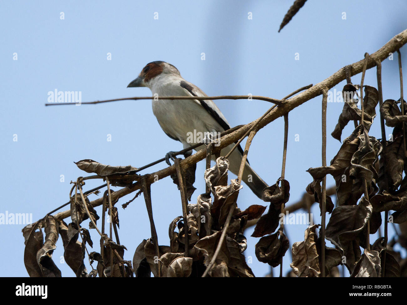 Blackcrowned Tityra (Tityra inquisitor Stock Photo Alamy