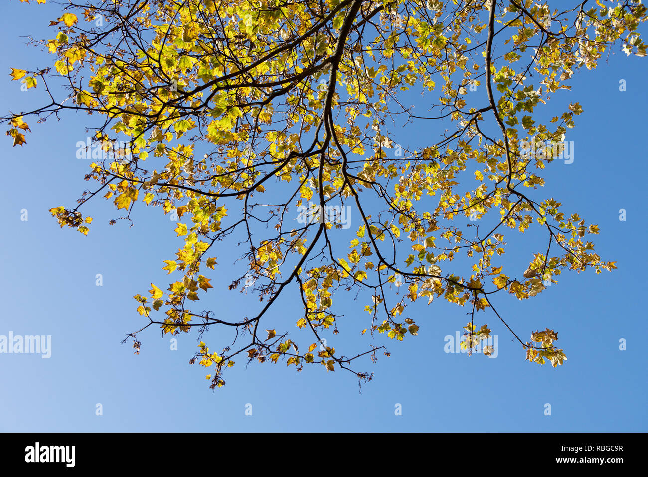 Backlit tree shapes hi-res stock photography and images - Alamy