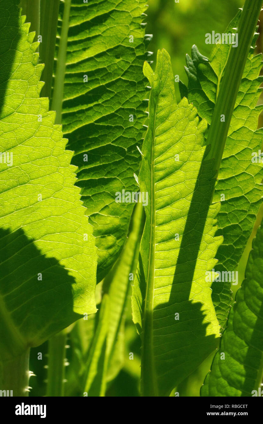 Leaves close-up of Dipsacus fullonum/Dipsacus sylvestris,  a species of flowering plant known by the common names wild teasel or fuller's teasel Stock Photo