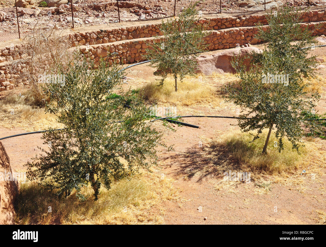 Olive trees with irrigation system in the desert oasis garden Stock