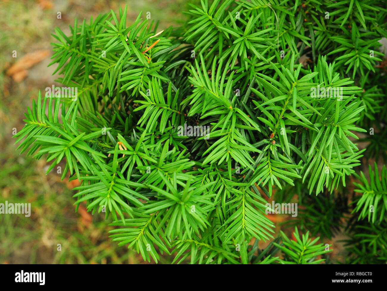 Yew tree. Taxus baccata. It is the tree originally known as yew, though ...