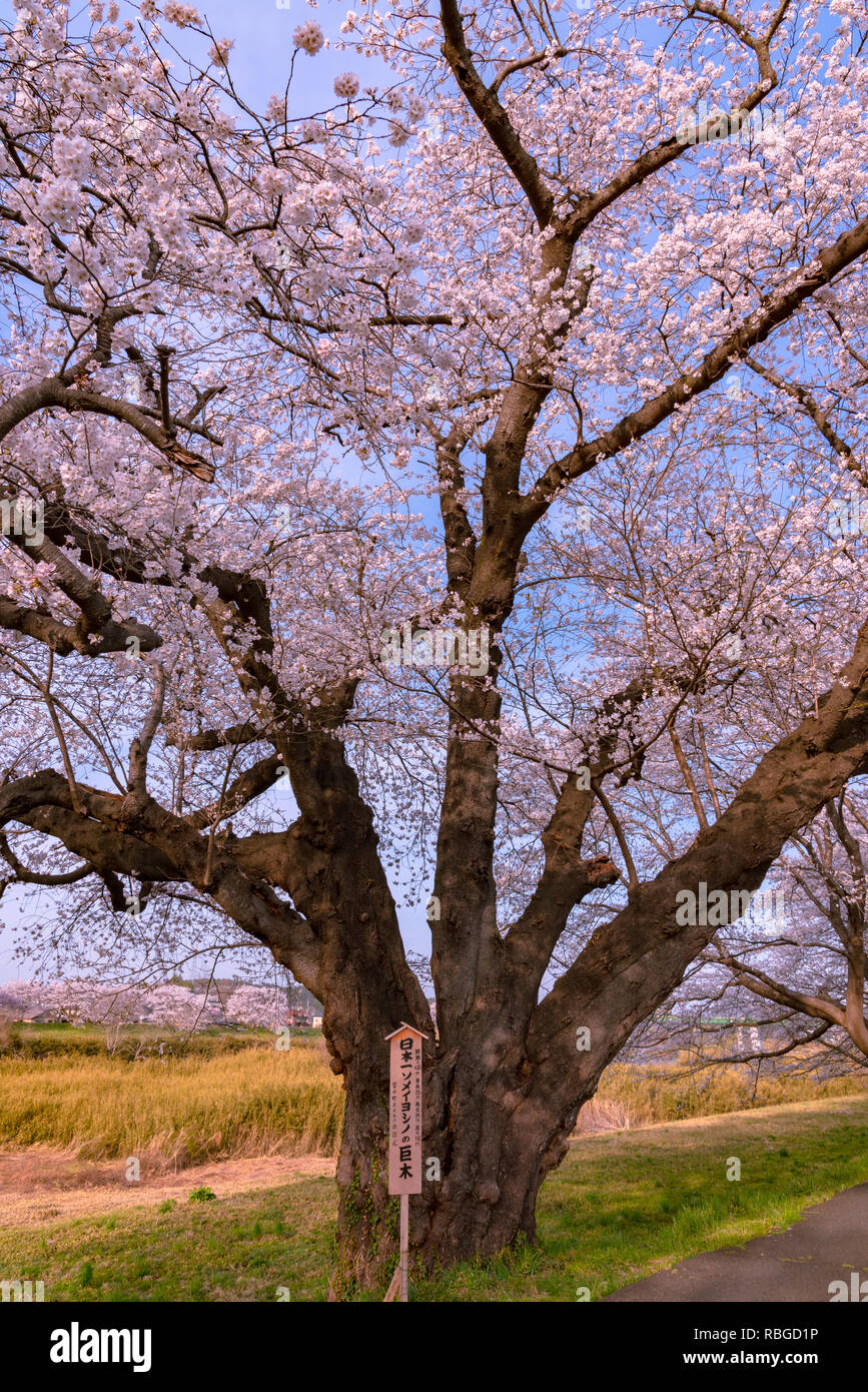 The largest yoshino cherry tree in Japan at Shiroishi river banks in