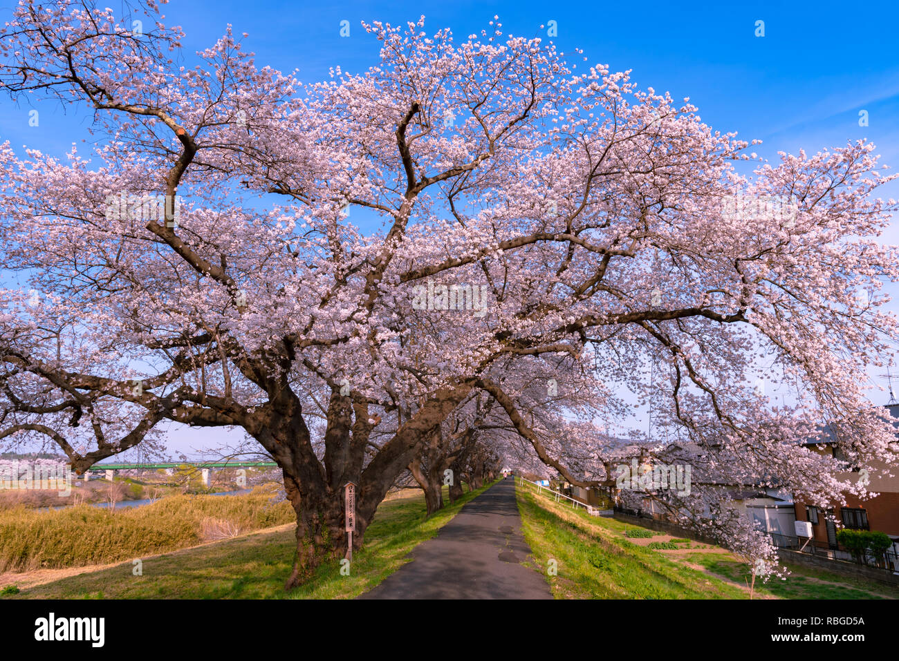 The largest yoshino cherry tree in Japan at Shiroishi river banks in