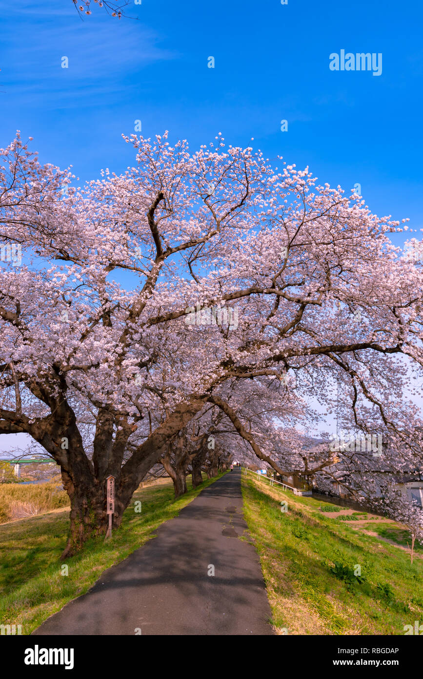 The largest yoshino cherry tree in Japan at Shiroishi river banks in