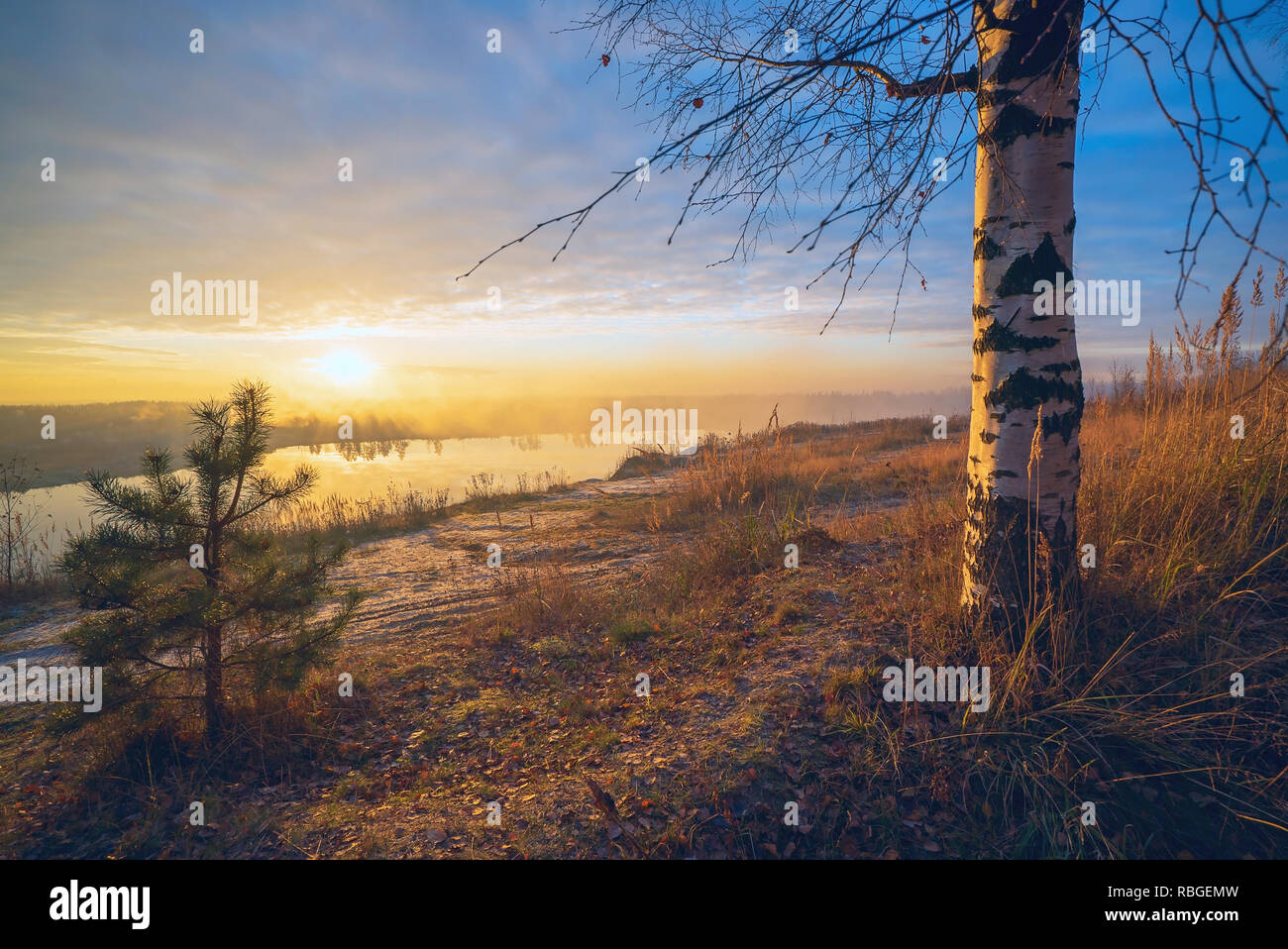 Birch and pine trees at sunset by lake. Stock Photo