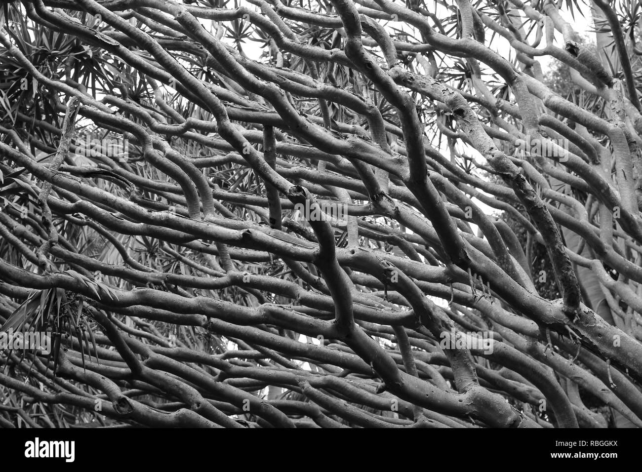 Black and white tree branches Stock Photo Alamy
