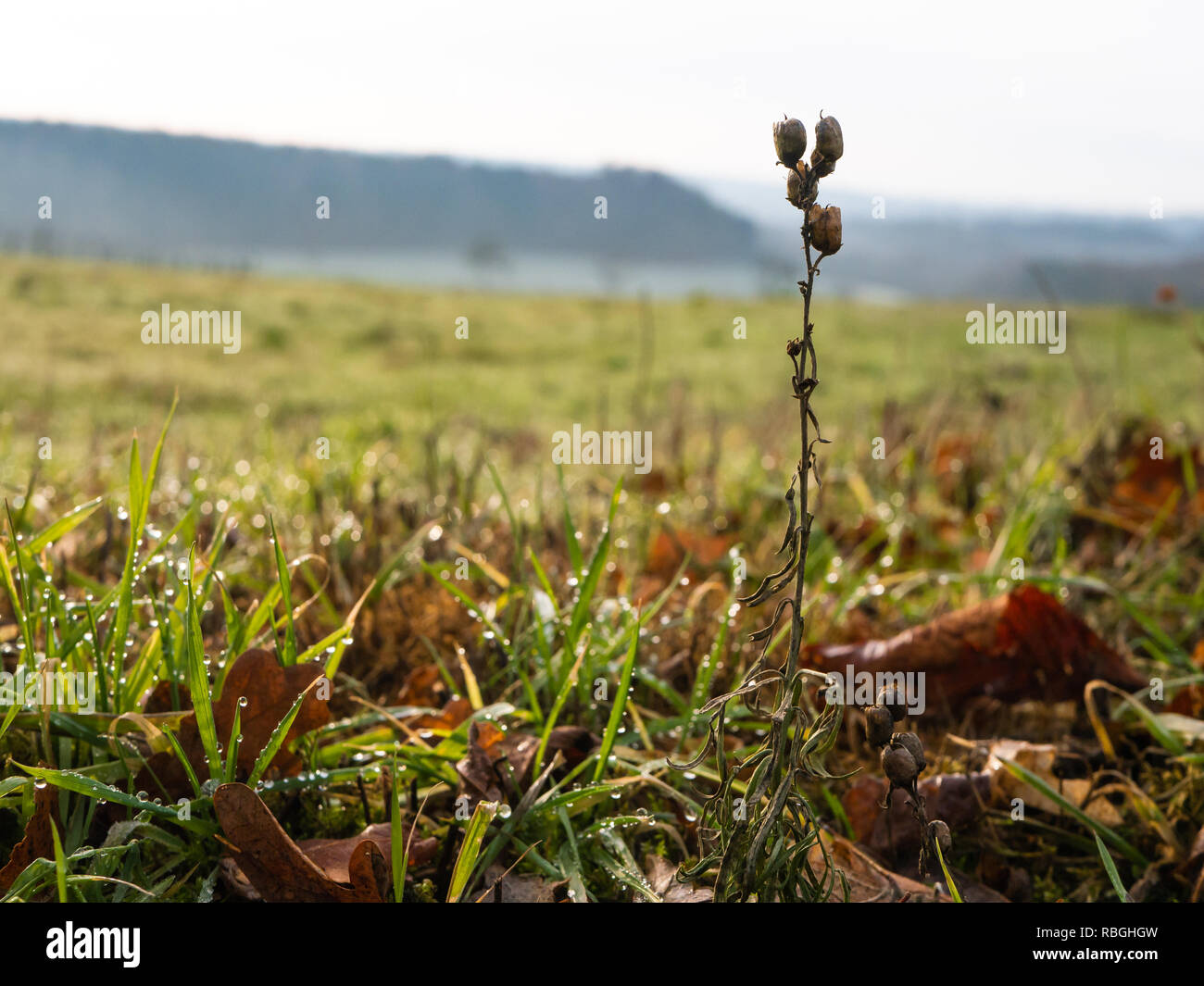 Rural autumn meadow with dew on grass and single plant in foreground Stock Photo