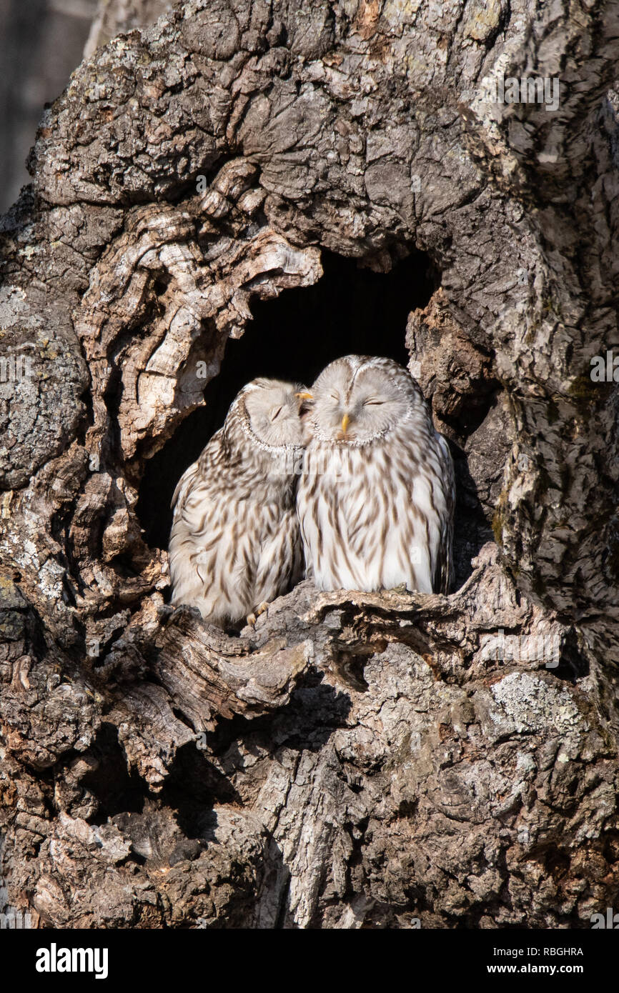 A male Yezo (Ezo) Ural Owl (Strix uralensis japonica) grooms his female partner in a tree hollow in Hokkaido, Japan. Stock Photo