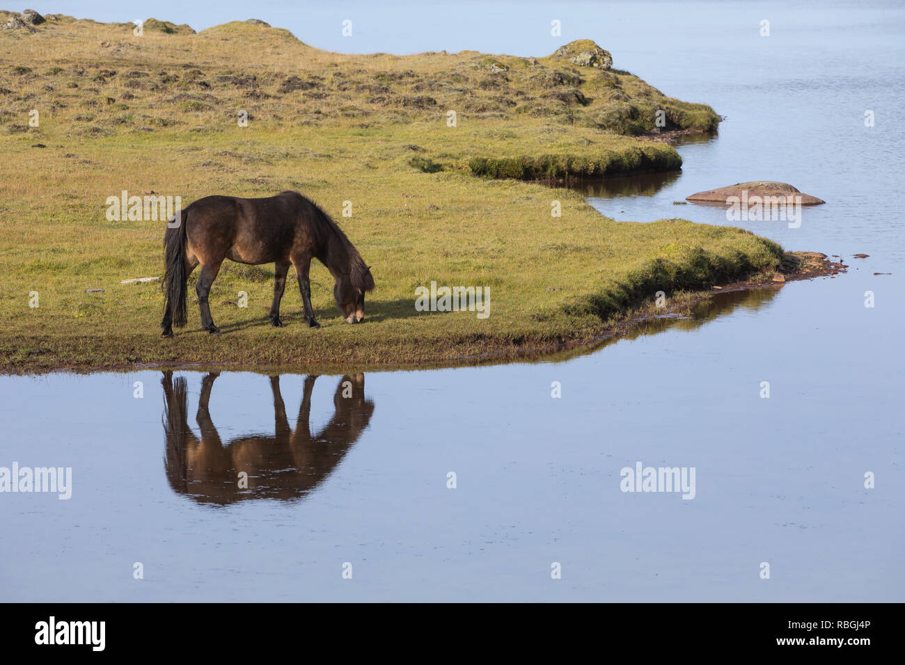 Islandpferd, Isländer, Islandpony, Island-Pferd, Isländer, Island-Pony, Pony, Ponies, Wasserspiegelung, Spiegelung, auf Island, Icelandic horse, Icela Stock Photo