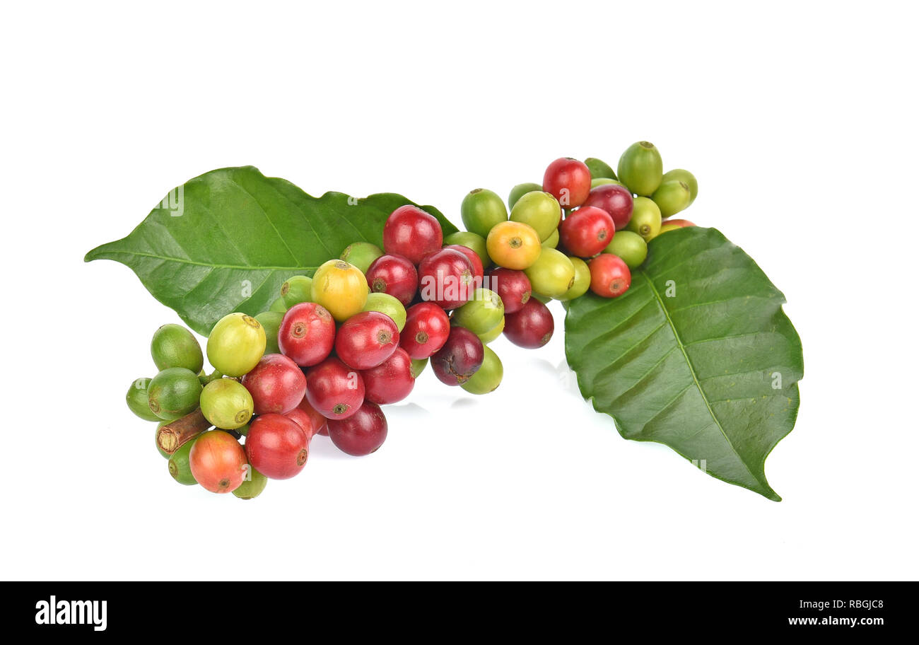 fresh coffee beans isolated on white background Stock Photo - Alamy